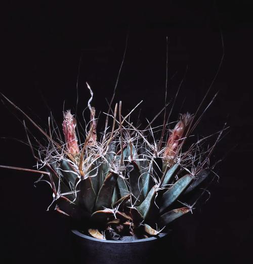 摩西哥无刺仙人掌的种植方法是什么？