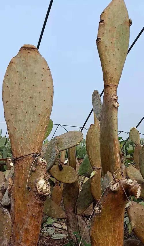 摩西哥无刺仙人掌的种植方法是什么？