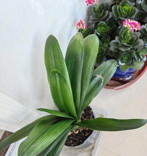 两片叶子的君子兰如何养护？怎样才能开花？
