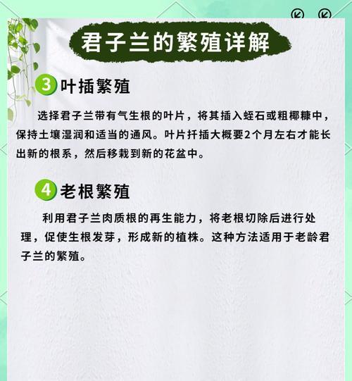 两片叶子的君子兰如何养护？怎样才能开花？