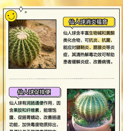 仙人球粘液去除方法及预防措施是什么？