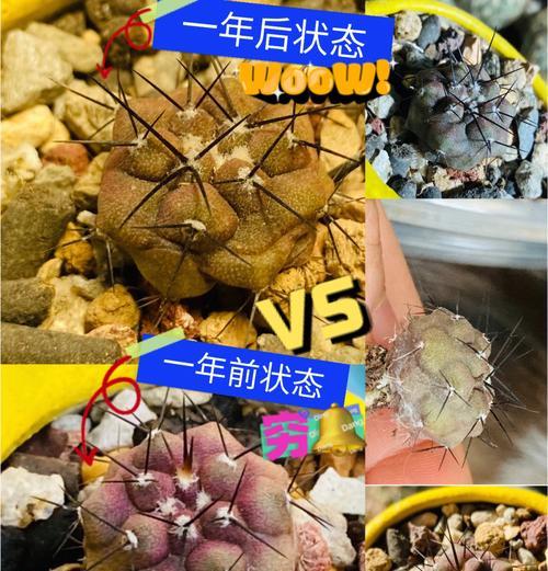 仙人球粘液去除方法及预防措施是什么？
