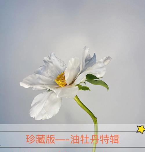牡丹花栽种后多久浇水合适？如何正确浇水？