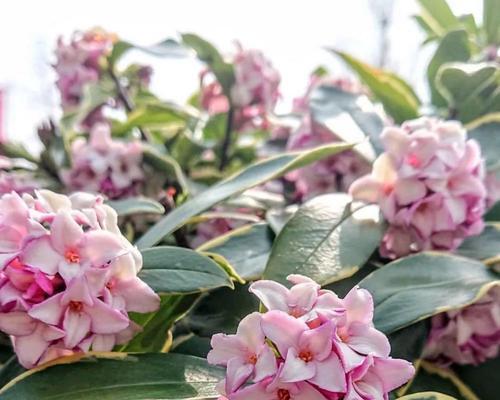 牡丹花栽种后多久浇水合适？如何正确浇水？