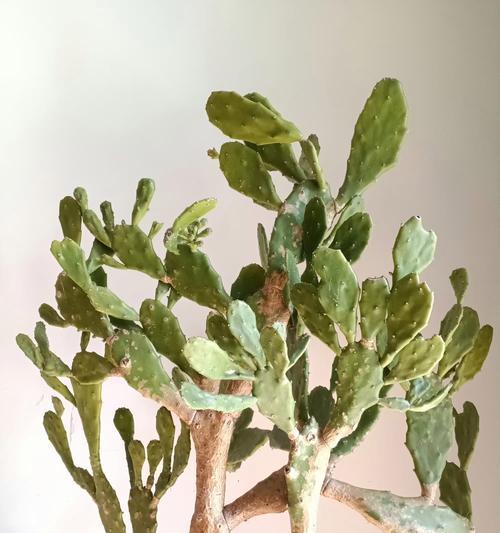 无根仙人掌如何种植存活？