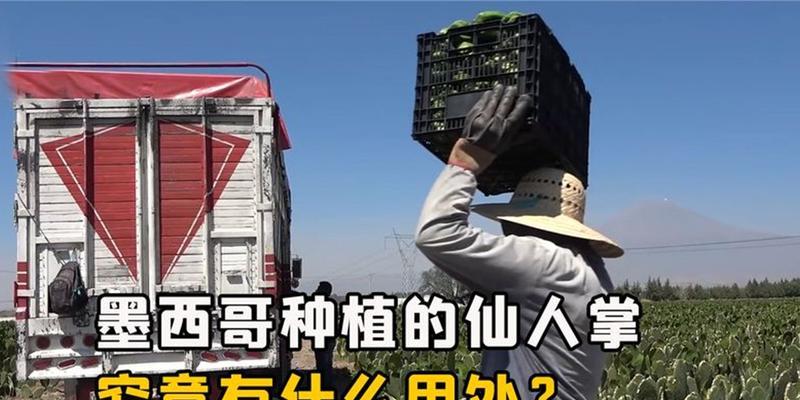 无根仙人掌如何种植存活？