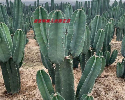 无根仙人掌如何种植存活？