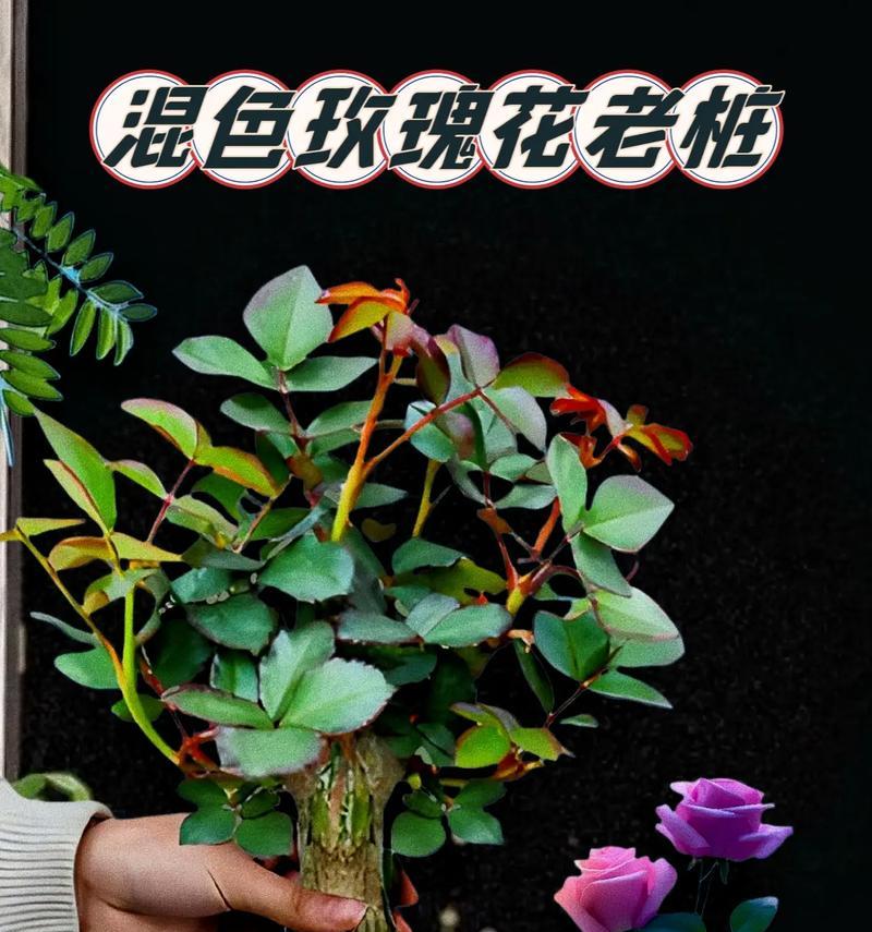 黄粉玫瑰花的养殖技巧有哪些？
