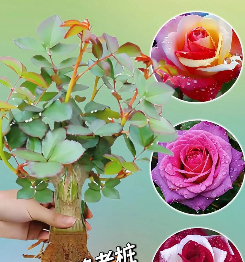 黄粉玫瑰花的养殖技巧有哪些？