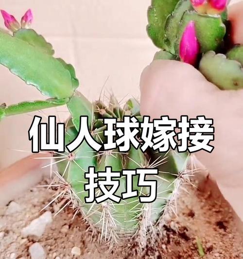 仙人球缀化嫁接的方法是什么？嫁接过程中应注意什么？
