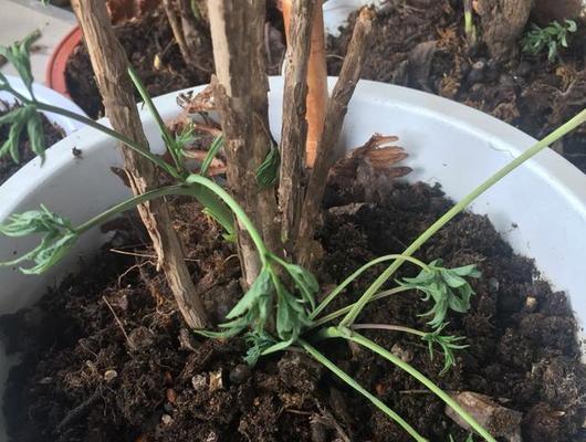 牡丹花不开花的原因是什么？如何促进其开花？
