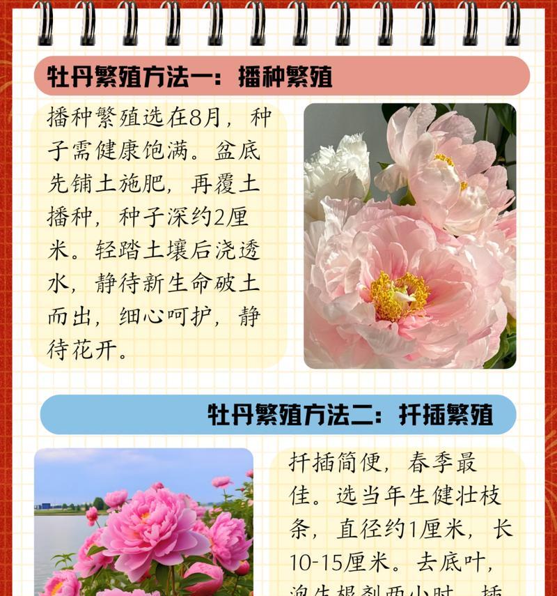 牡丹花不开花的原因是什么？如何促进其开花？