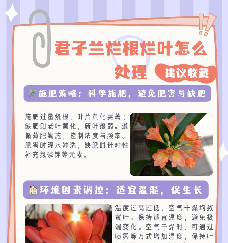 君子兰夹叶片后发黄的原因是什么？