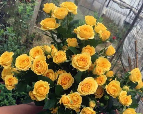 芭比玫瑰花小盆栽如何养护？需要注意什么？