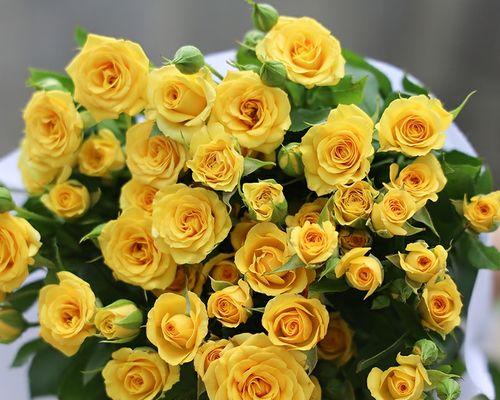 芭比玫瑰花小盆栽如何养护？需要注意什么？