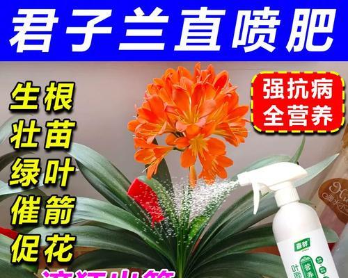 君子兰开花时叶子发黄怎么办？如何预防？