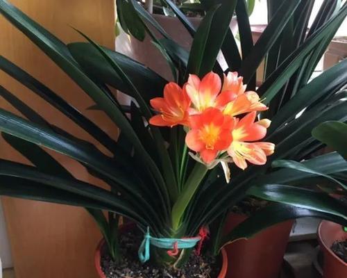 君子兰需要使用茶叶肥料吗？施肥方法是什么？