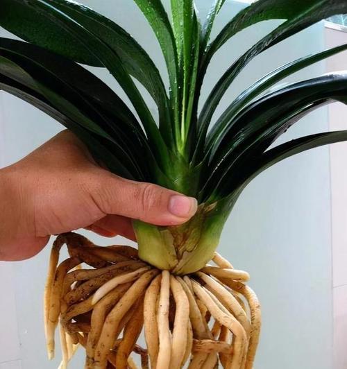 君子兰需要使用茶叶肥料吗？施肥方法是什么？