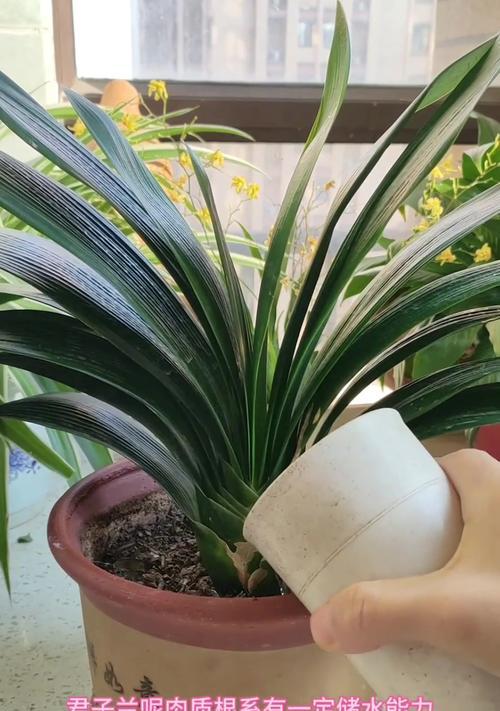 辣椒水对君子兰有影响吗？如何正确浇水？