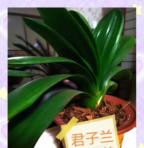 君子兰需要土壤吗？如何正确配制土壤？