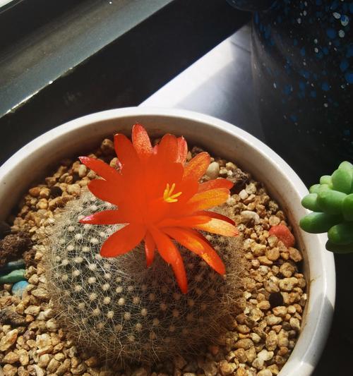 仙人球今天又开花了是什么预兆？