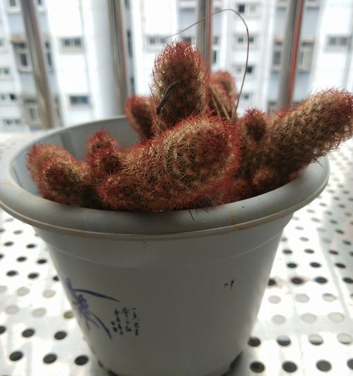 仙人球今天又开花了是什么预兆？