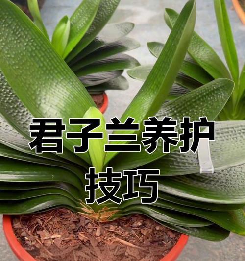 君子兰的最佳养护方法是什么？