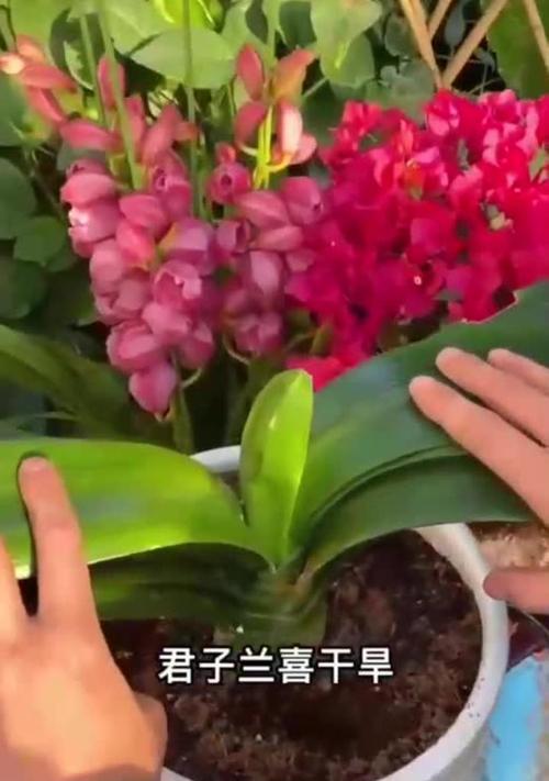 君子兰的最佳养护方法是什么？