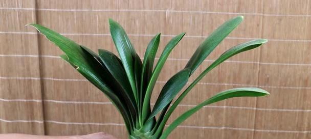君子兰芽子紫黑色的原因是什么？如何解决？