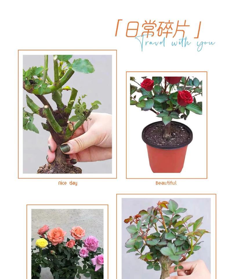 浓香土玫瑰花的种植方法是什么？如何保证玫瑰花的香味浓郁？