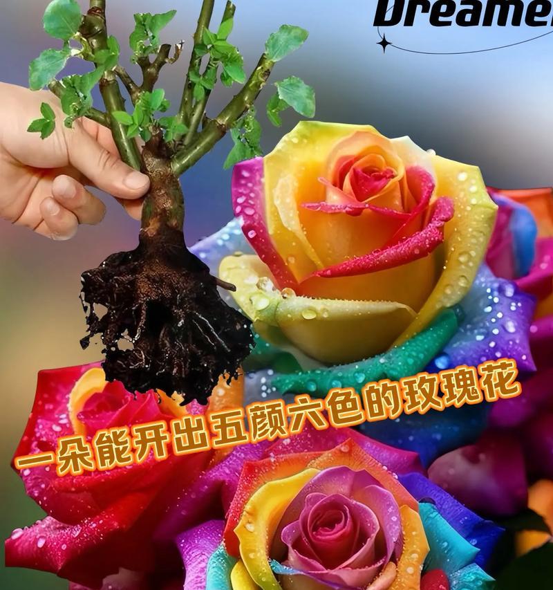 浓香土玫瑰花的种植方法是什么？如何保证玫瑰花的香味浓郁？