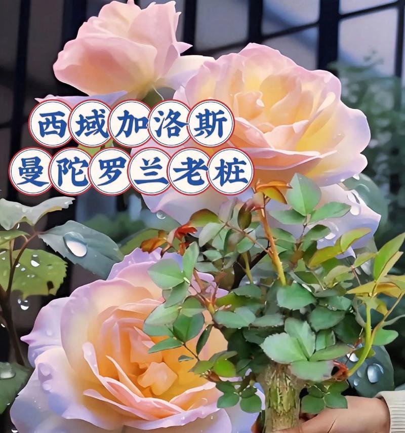 浓香土玫瑰花的种植方法是什么？如何保证玫瑰花的香味浓郁？