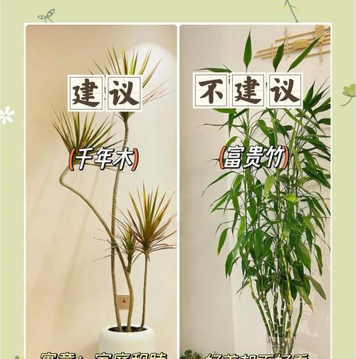仙人掌在客厅如何摆放？怎样选择合适的位置？