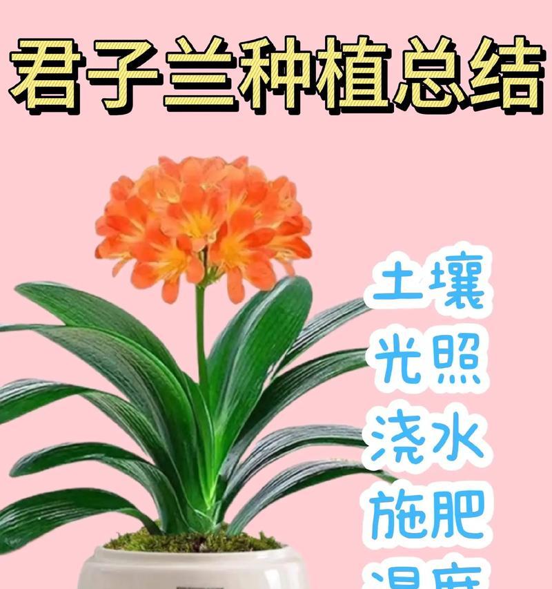 君子兰施肥的正确肥料选择是什么？