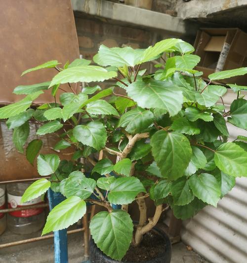 牡丹花剪枝的最佳时机是什么时候？怎样剪枝才能促进多开花？