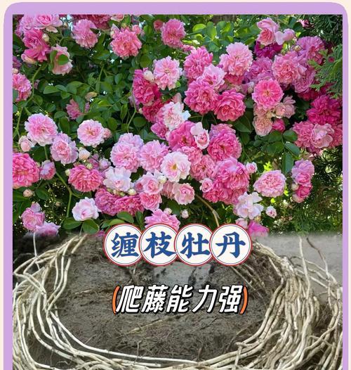 牡丹花剪枝的最佳时机是什么时候？怎样剪枝才能促进多开花？