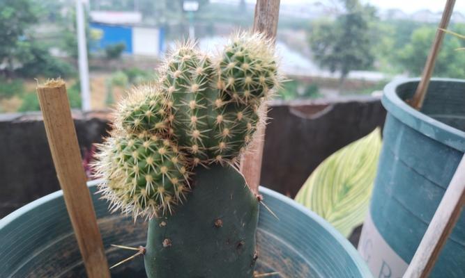 带柱子嫁接的仙人球怎么养？需要注意哪些问题？
