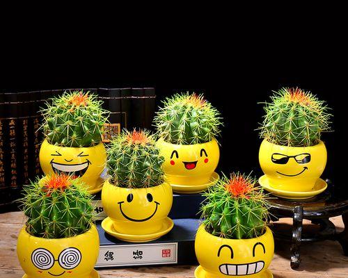 仙人掌团子盆栽的养护和管理要点是什么？如何确保其健康成长？