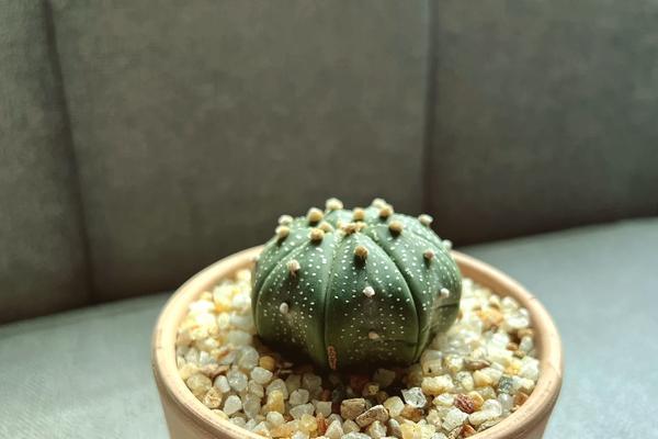 仙人掌团子盆栽的养护和管理要点是什么？如何确保其健康成长？