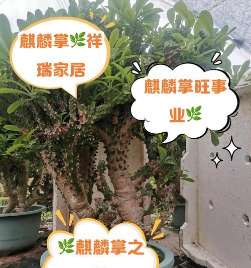 黄色麒麟仙人球养护管理要点？