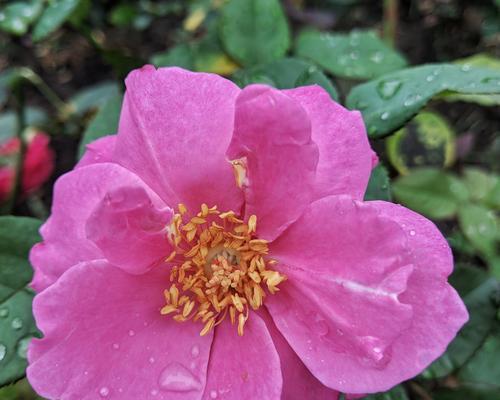 玫瑰花蕊烂了怎么办？