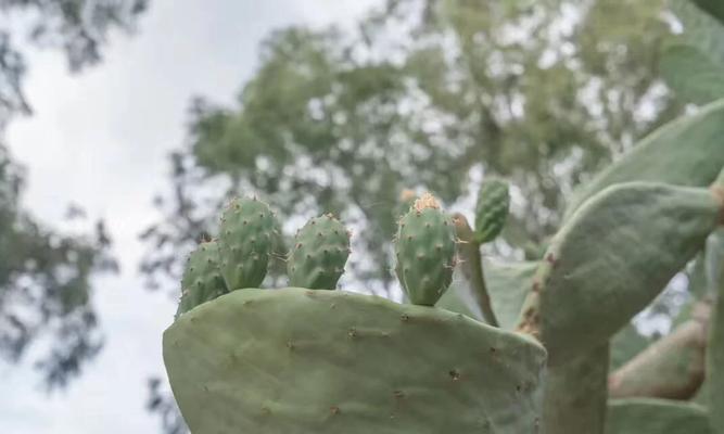 白珊瑚仙人掌的美在哪里？如何养护？