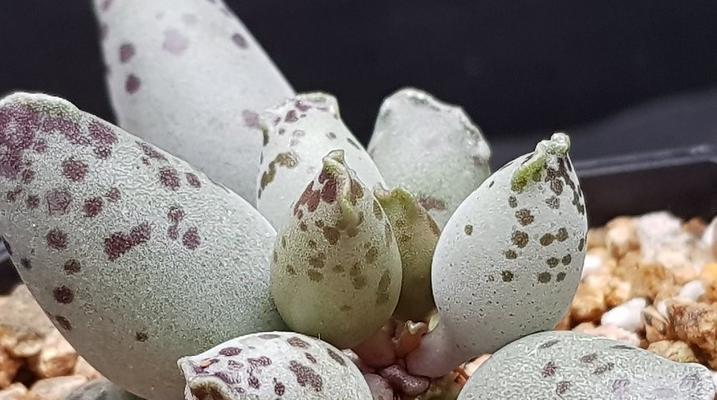 白珊瑚仙人掌的美在哪里？如何养护？