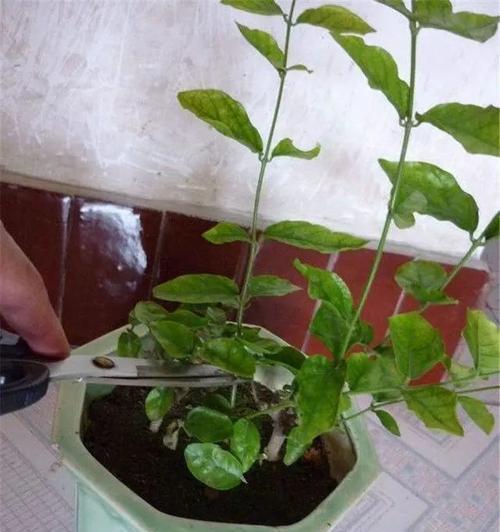 玫瑰花不开花时应该如何处理？掰花蕾有用吗？