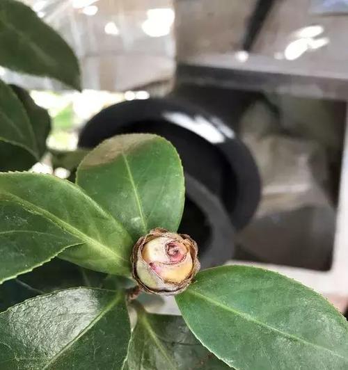 玫瑰花不开花时应该如何处理？掰花蕾有用吗？