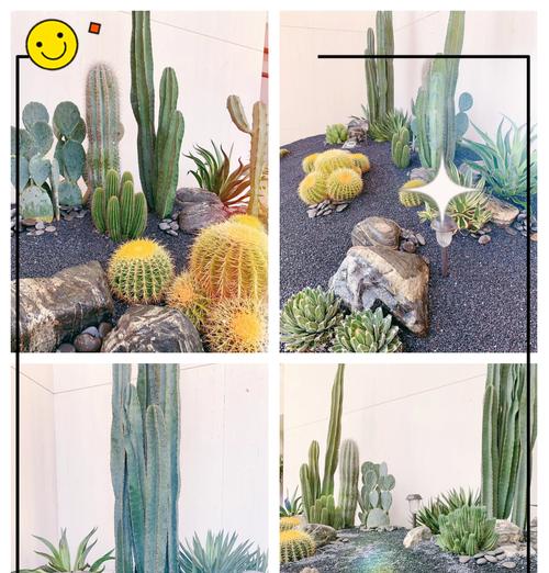 仙人掌圆形叶子种植技巧是什么？