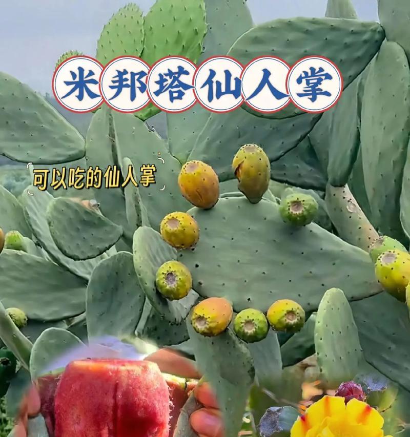 仙人掌圆形叶子种植技巧是什么？
