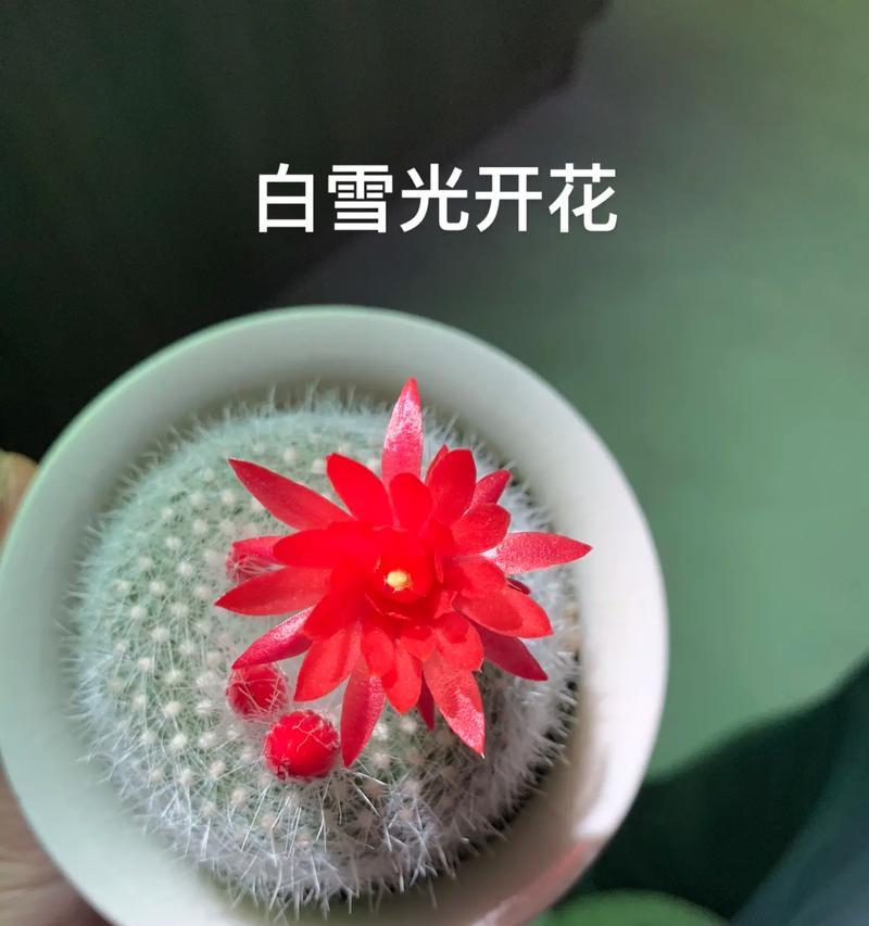 仙人球植物双手模的触感如何？