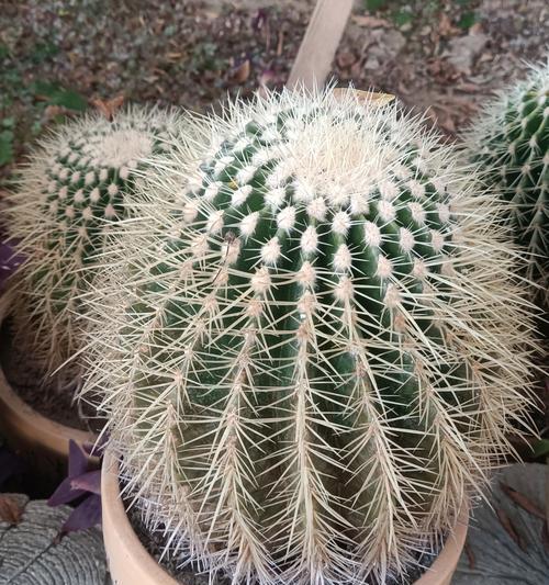 仙人球植物双手模的触感如何？