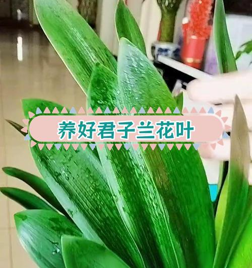 君子兰发芽无痕处理方法？怎样促进君子兰健康发芽？